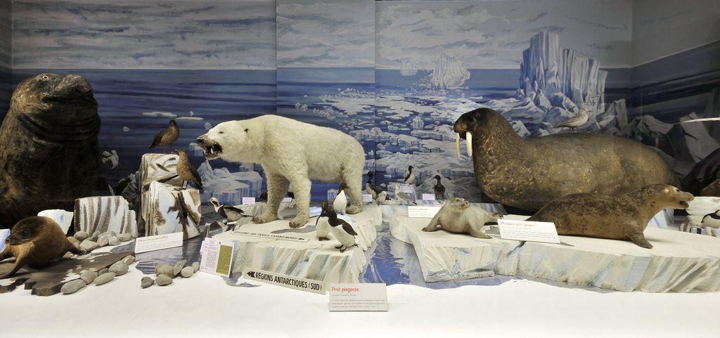 Exposition artique du Musée zoologique de Strasbourg